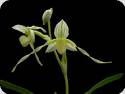 P. philippinense roebelenii Album x primulinum album